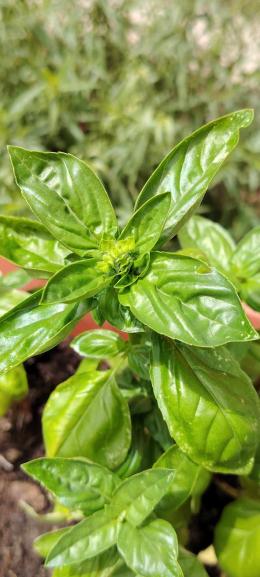 nyelvtanulas tipp fozes